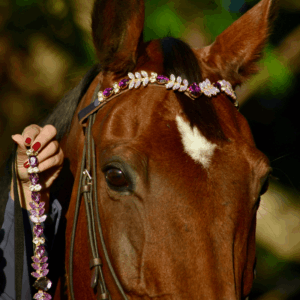 Crystal Horse | Testeira Atena Roxa